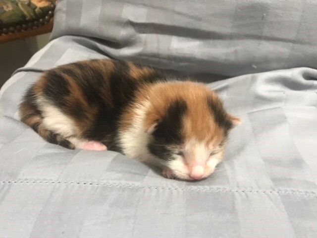 Melanie’s kitten Lily, 1 of 2 kittens
